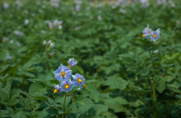 Flores amarelas azuis de batata em campo verde Campo de batatas floridas de lila agrícola com folhas verdes saudáveis fechadas Arbusto de batata azul Fundo de jardinagem