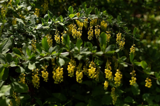 flores amarelas Barberry Berberis vulgaris no jardim no busch