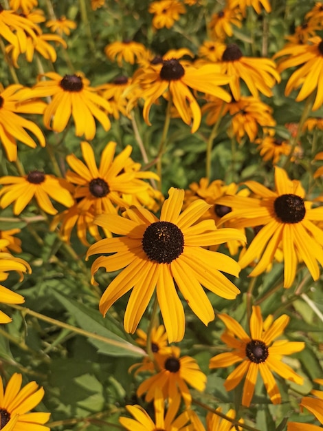 Flores amarelas brilhantes de rudbeckia Blackeyed Susan Rudbeckia hirta no jardim