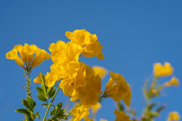 Flores amarelas brilhantes desabrochando em hastes verdes sobre o céu azul em um dia ensolarado de verão