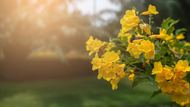 Flores amarelas cercadas por folhagens verdes ficam então encantadas