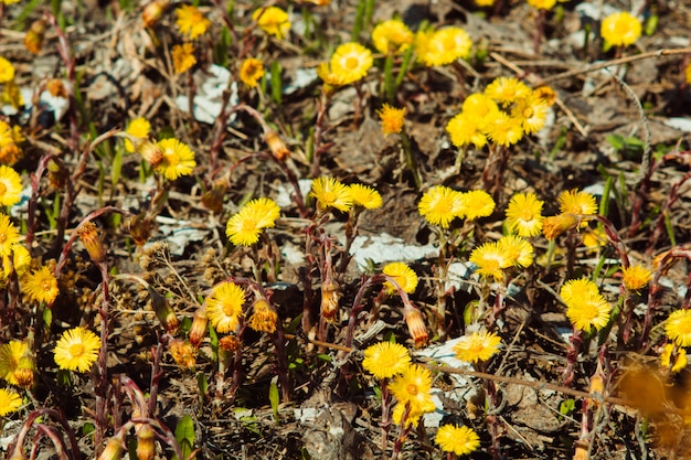 Flores amarelas Coltsfoot