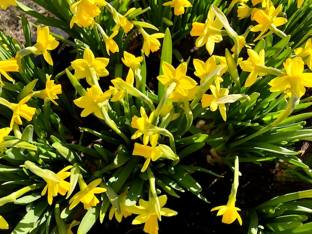 Flores amarelas com folhas verdes Fundo de narcisos amarelos Fotografia floral Campo de flores