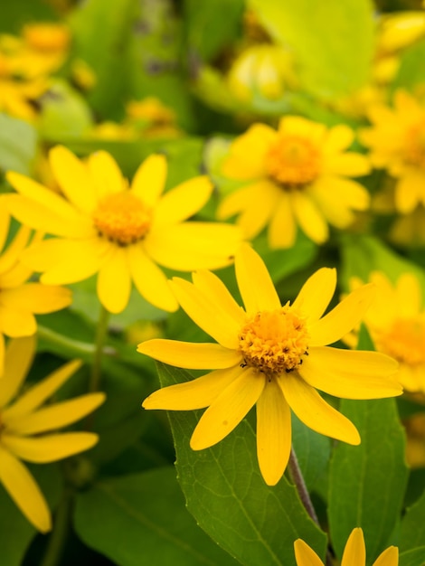 Flores amarelas com pólen