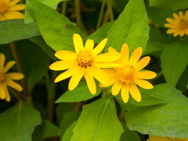 Flores amarelas com pólen