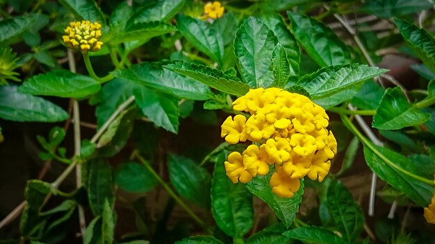 Foto flores amarelas com um fundo de folhas verdes no jardim