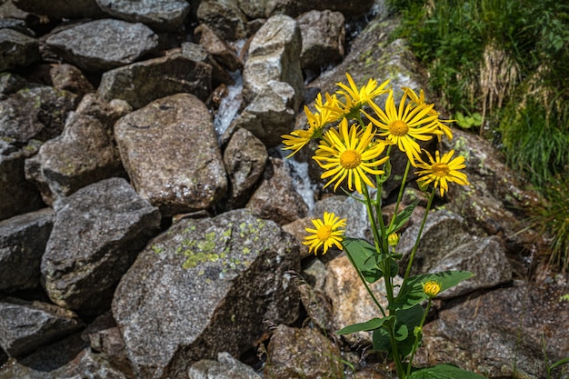 Flores amarelas crescendo do solo entre as rochas nas Montanhas Tatra, Eslováquia