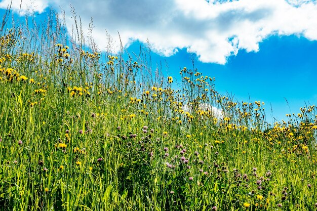 Flores amarelas crescendo no campo