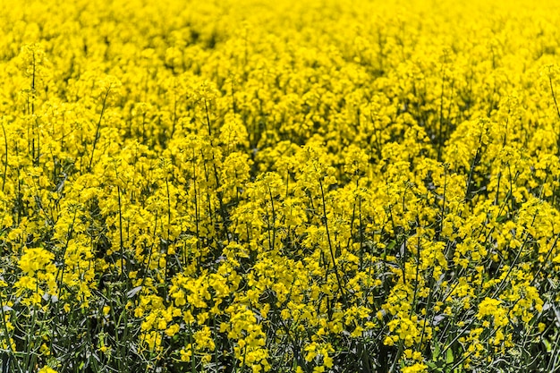 Foto flores amarelas crescendo no campo