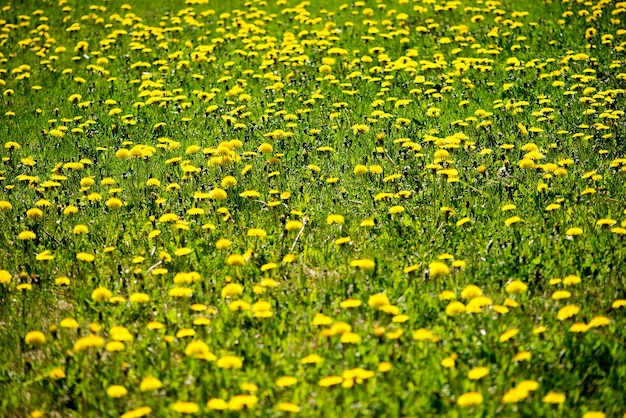 Foto flores amarelas crescendo no prado