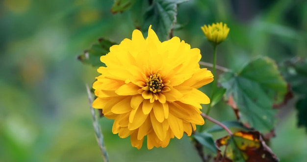 Flores amarelas da bola dourada de Rudbeckia laciniata