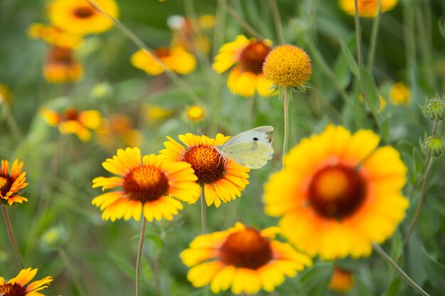 Flores amarelas da Gaillardia com folhas verdes e caules Nas pétalas da flor fica