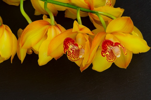 Flores amarelas da orquídea caule em fundo preto de pedra
