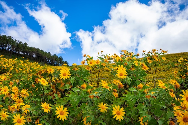 Flores amarelas da paisagem na montanha Thung Bua Tong ou girassóis selvagens