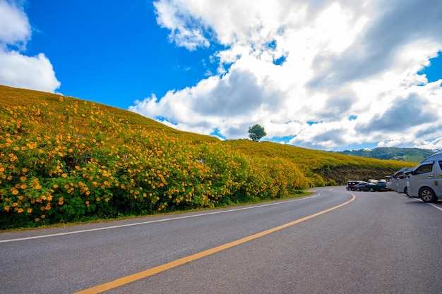 Flores amarelas da paisagem na montanha thung bua tong ou girassóis selvagens