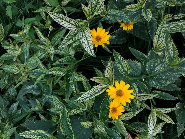 Flores amarelas da planta heliopsis em um jardim