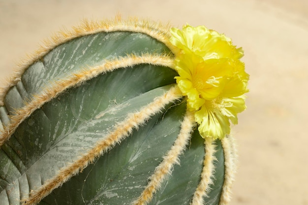 Flores amarelas da planta suculenta Parodia magnifica