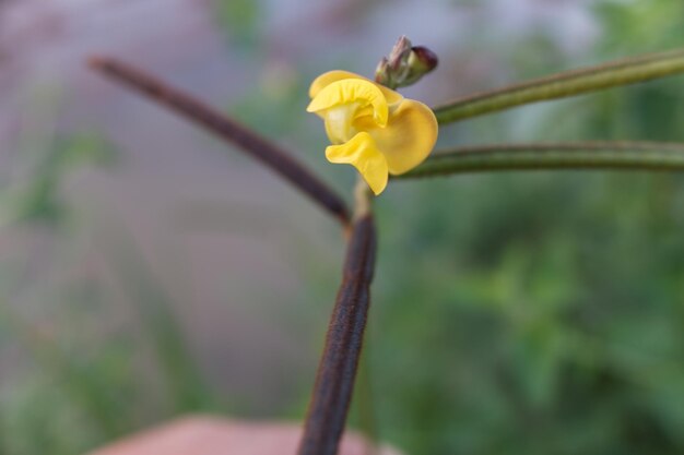 Foto flores amarelas da planta vigna angularis com um fundo de jardim natural