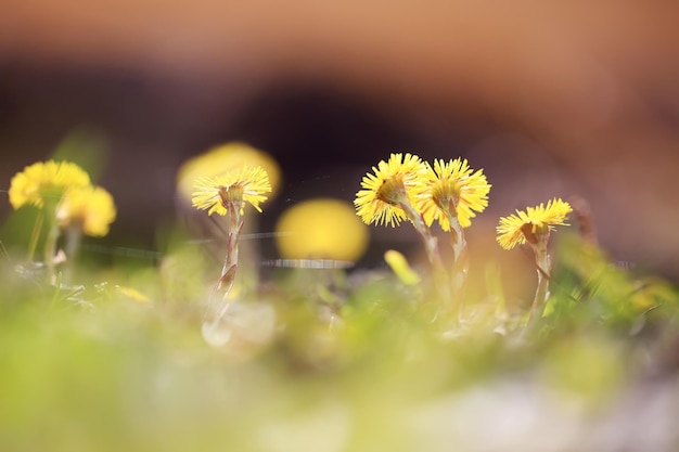 flores amarelas da primeira primavera