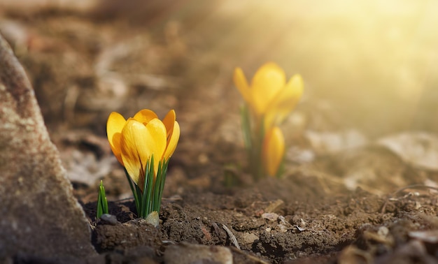 Flores amarelas de açafrão. fundo de primavera com espaço de cópia