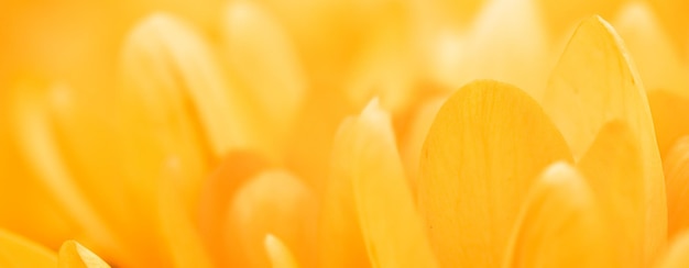 Flores amarelas de açafrão Fundo floral macro para design de marca de férias