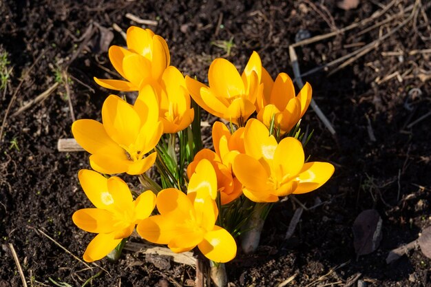 Flores amarelas de açafrão