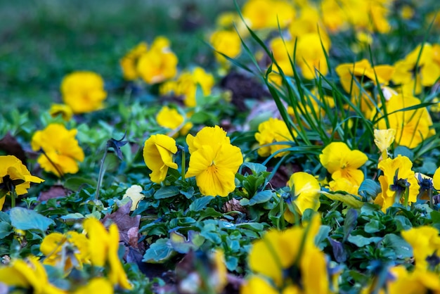 Flores amarelas de amor-perfeito, viola cornuta.