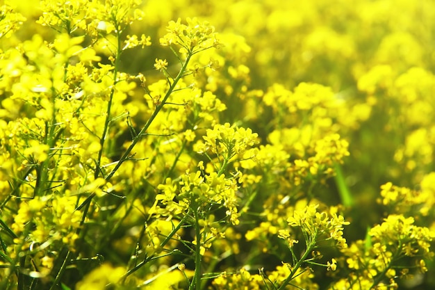 Foto flores amarelas de barbarea vulgaris (erva barbara, agrião de inverno ou rúcula amarela). fechar-se