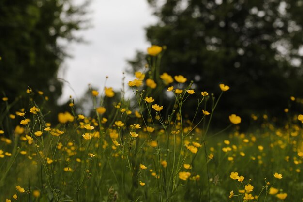Flores amarelas de botão de ouro no prado sobre fundo de grama verde Foco seletivo fundo desfocado