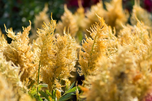 Flores amarelas de celosia.