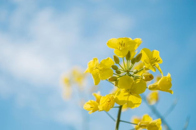 Flores amarelas de colza ou canola cultivadas para o óleo de colza Campo de flores amarelas com céu azul e nuvens brancas Primavera na Europa