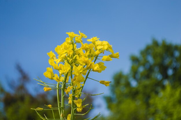 Flores amarelas de colza ou canola cultivadas para o óleo de colza Campo de flores amarelas com céu azul e nuvens brancas Primavera na Europa