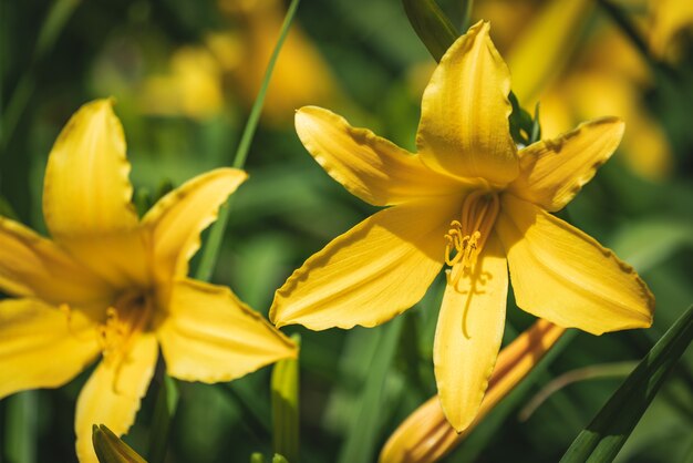 Flores amarelas de Daylily em um jardim