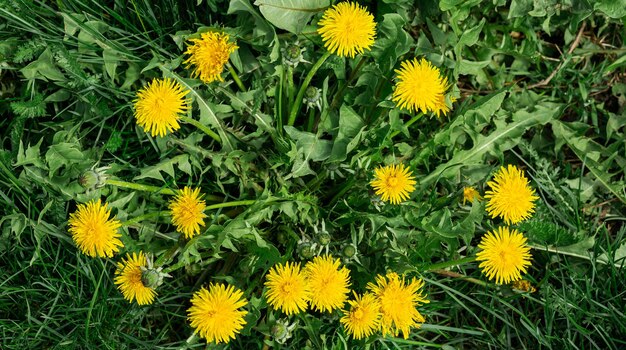 Flores amarelas de dente-de-leão com folhas verdes fundo desfocado