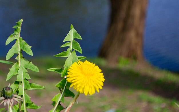 Flores amarelas de dente-de-leão em fundos verdes Fundo de primavera e verão Foto de alta qualidade