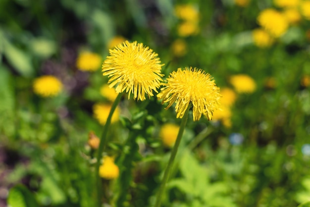 Flores amarelas de dente de leão em um fundo desfocado