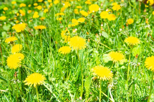 flores amarelas de dente de leão