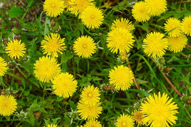 Flores amarelas de dentes-de-leão em fundos verdes Fundo de primavera e verão