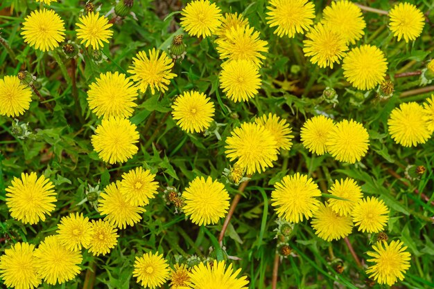 Flores amarelas de dentes-de-leão em fundos verdes Fundo de primavera e verão