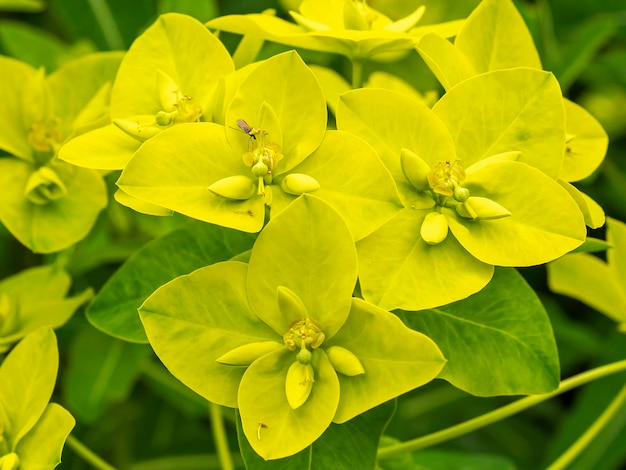 Flores amarelas de Euphorbia epithymoides