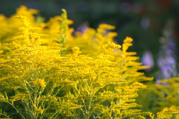 Flores amarelas de folha enrugada ou solidago rugosa