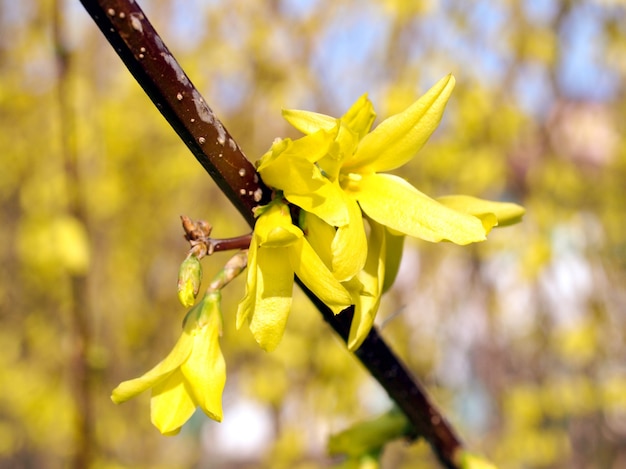 Flores amarelas de forsítia