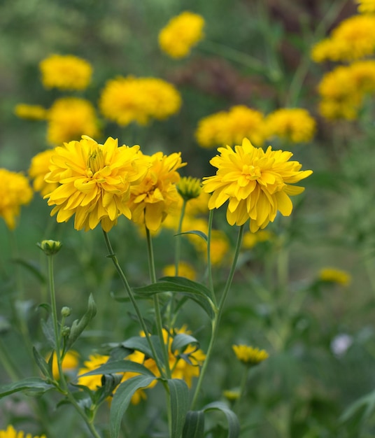 Flores amarelas de fundo