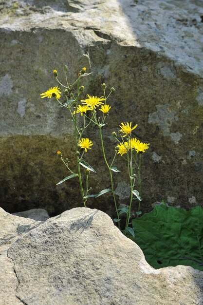 Flores amarelas de hawksbeard (Crepis biennis). Vida das plantas entre as rochas.