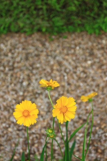 Flores amarelas de lanceleaf coreopsis coreopsis lanceolata l no jardim com fundo de cascalho embaçado