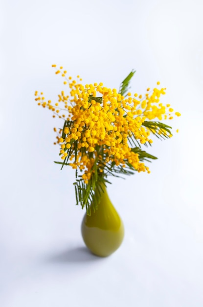 Flores amarelas de mimosa Fundo floral da primavera