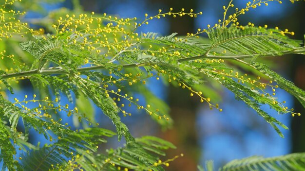 Flores amarelas de mimosa ou acácia dealbata florescendo na árvore de primavera árvore de mimosa com flores amarelas e douradas