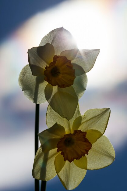 Flores amarelas de narcisos durante a floração