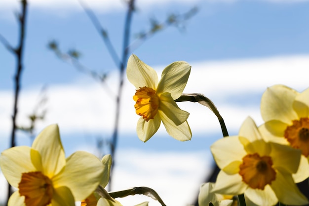 Flores amarelas de narcisos durante a floração