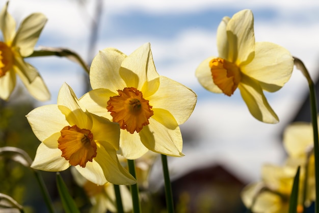 Flores amarelas de narcisos durante a floração